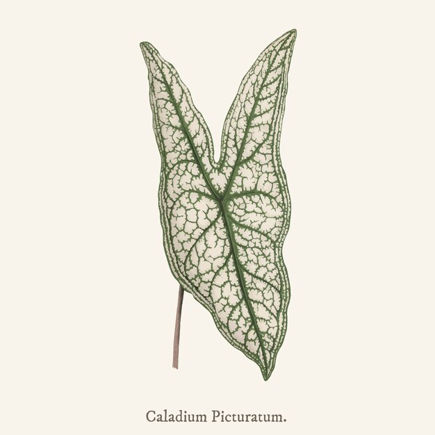 Heart of Jesus (Caladium Picturatum) 