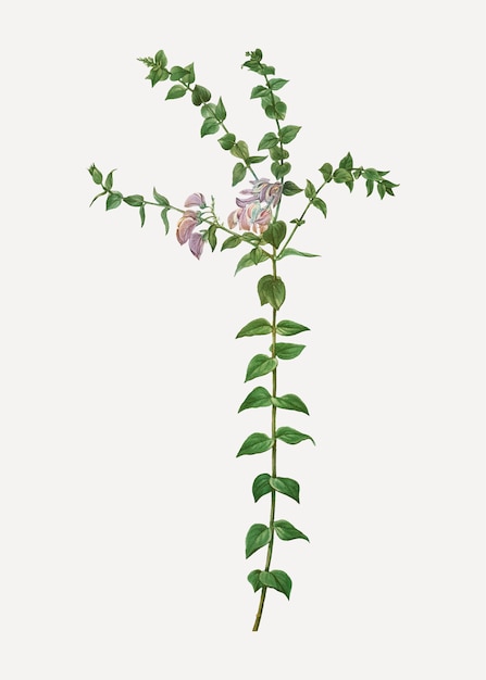 Heart-leaved polygala branch