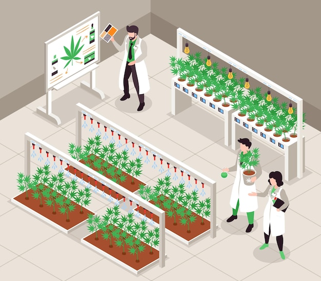 Free Vector hemp cultivation isometric  background with people in white lab coats growing cannabis plants indoors 3d vector illustration