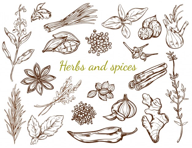 Herbs And Spices Collection