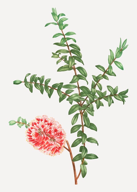 Free Vector hillock bush plant