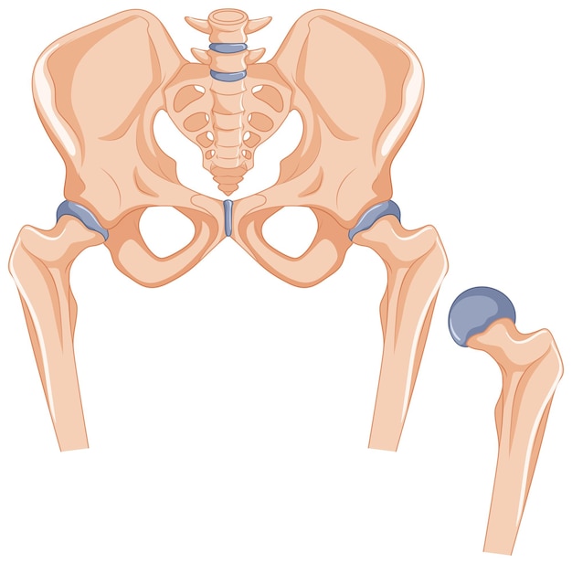 Free Vector hip bones in human body