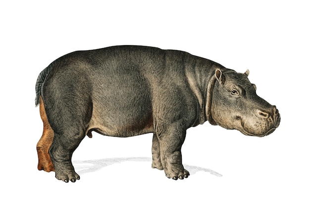 Free Vector hippopotamus (hippopotame amphibie) 