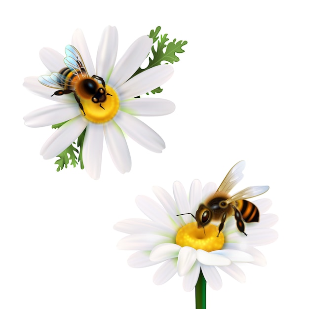  Honey Bees Sitting On Daisy Flowers 