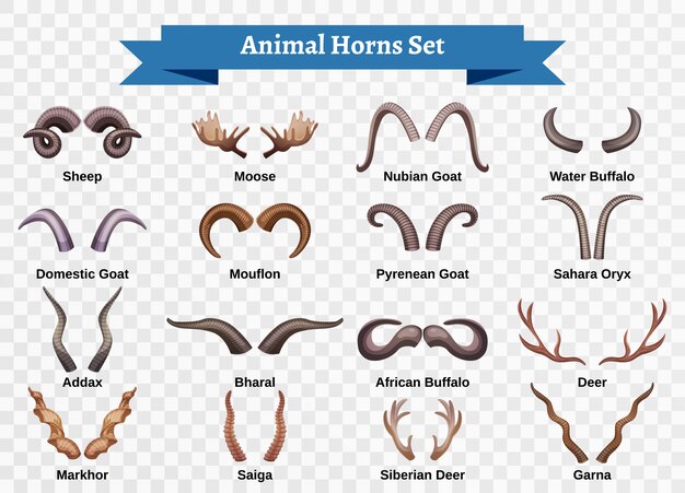 Horns horizontal transparent set with doodle style isolated images of animal horning with editable text captions  illustration