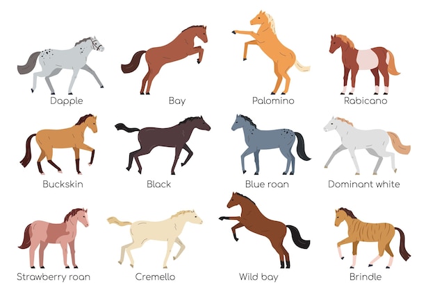 Free Vector horses of various breeds and color flat set isolated against white background vector illustration