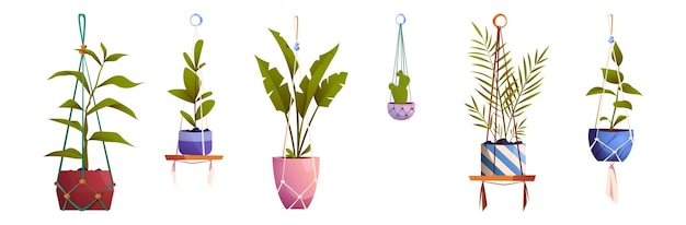 Free Vector house plants in macrame hanging pots flowers set