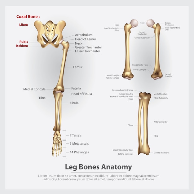 Human Anatomy Leg Bones Vector Illustration