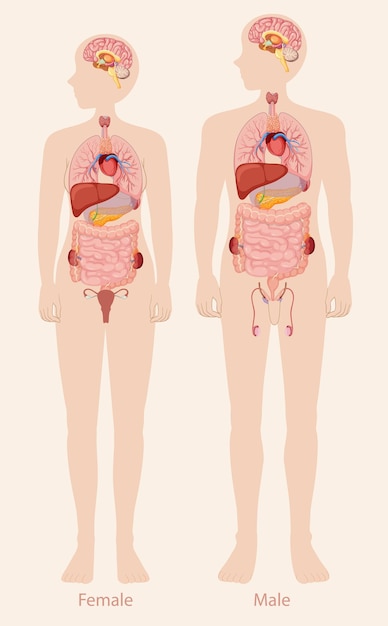 Free Vector human anatomy male and female