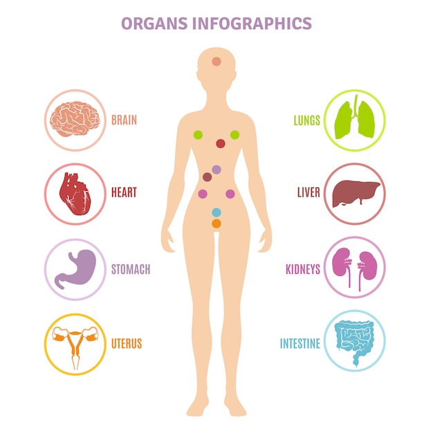 Free Vector human anatomy organs infographics