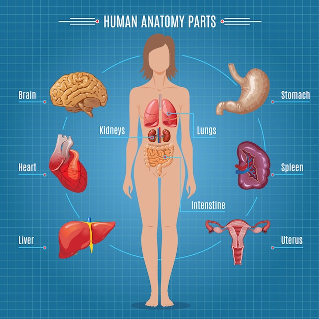 Free vector human anatomy parts infographic concept