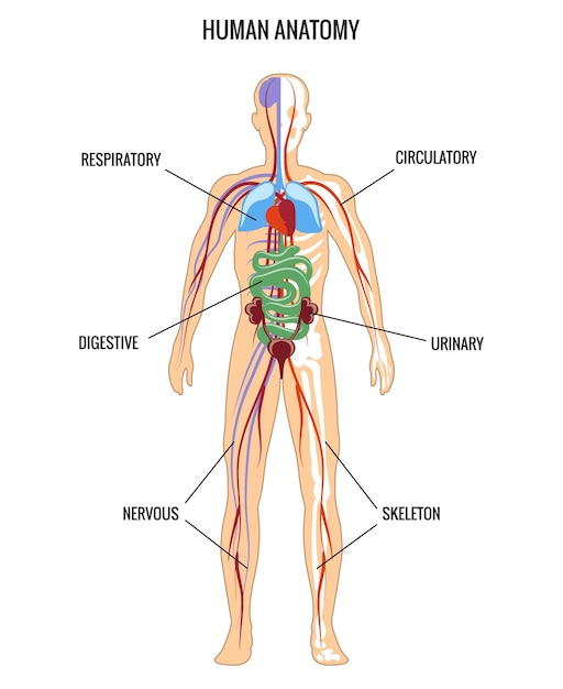 Human anatomy. Urinary and digestive, skeleton and respiratory, nervous.