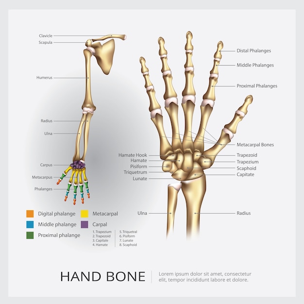 Human Arm and Hand Bone Vector Illustration