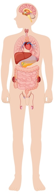 Free vector human body internal organs diagram