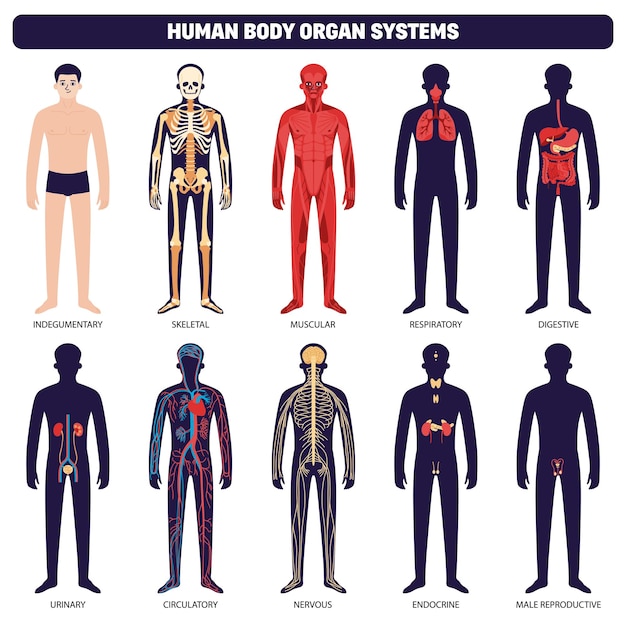 Free vector human body organ systems icon set with indegumentary skeletal muscular respiratory digestive urinary circulatory nervous endocrine and male reproductive systems vector illustration