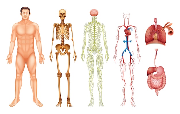 Free vector human body systems