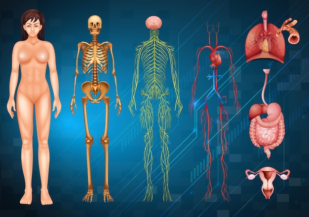 Free vector human body systems