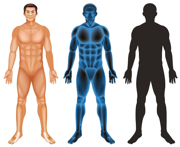 Human body 