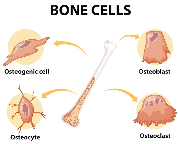 Human bone cells anatomy