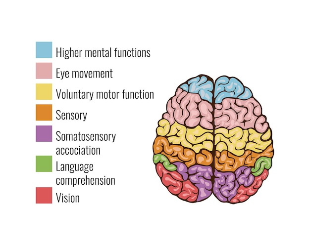 Human brain anatomy function area mind system infographic composition with text legend keys and colorful areas