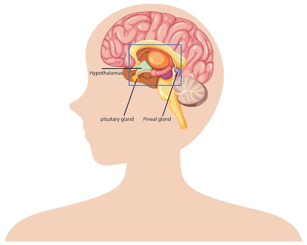 Free Vector human brain anatomy illustration