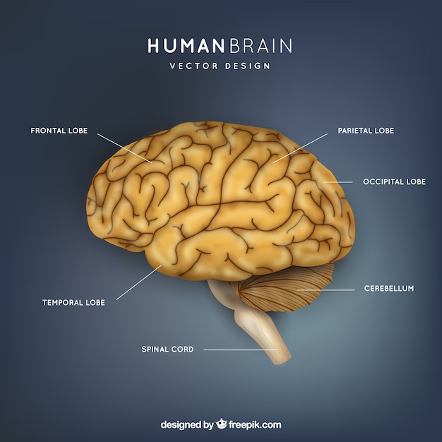 Human brain illustration