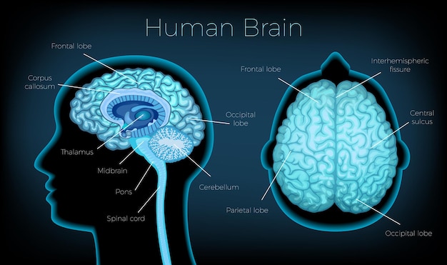 Human brain poster illustrated silhouette of head profile with text description of glowing brain areas