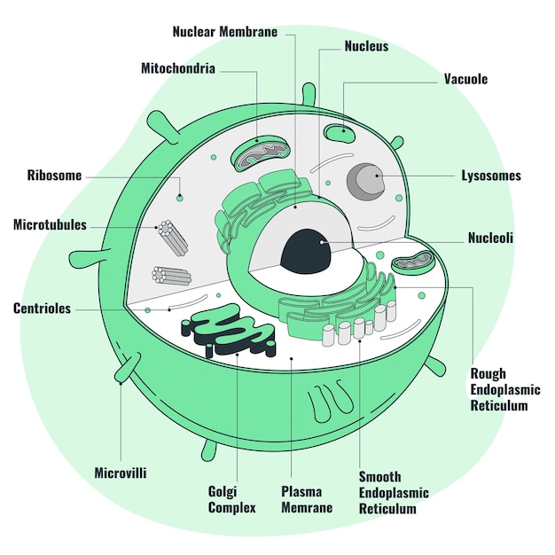 Free Vector human cell concept illustration