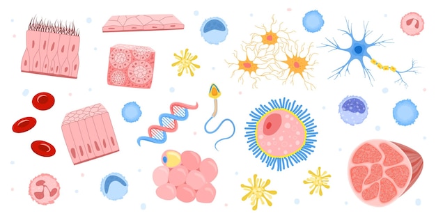 Free Vector human cells flat set of isolated icons with colorful images of microorganisms and internal bacteria shapes vector illustration