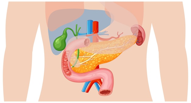 Free Vector human digestive system anatomy