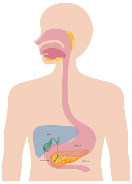 Free vector human digestive system diagram