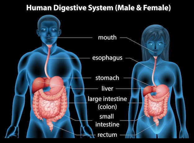 Free vector human digestive system