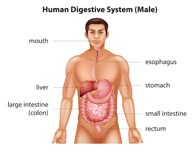 Free Vector human digestive system