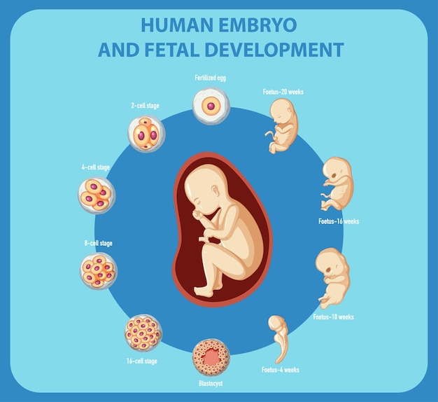 Free Vector human embryo and fetal development infographic