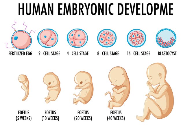 Human embryonic development in human infographic