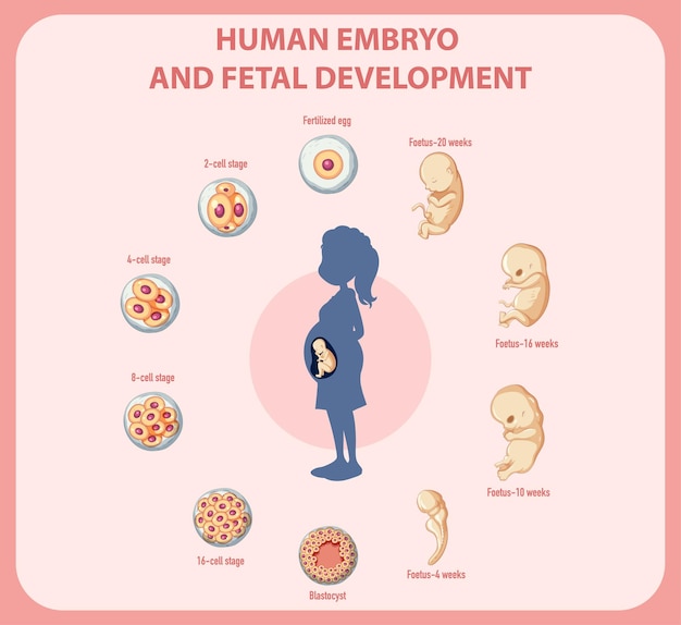 Human embryonic development in human infographic