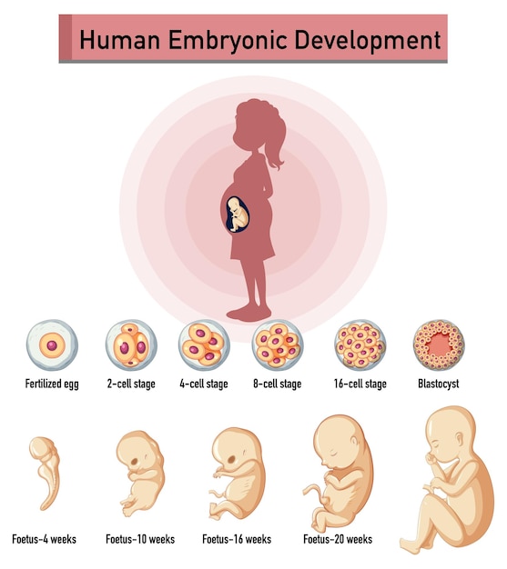 Free Vector human embryonic development in human infographic