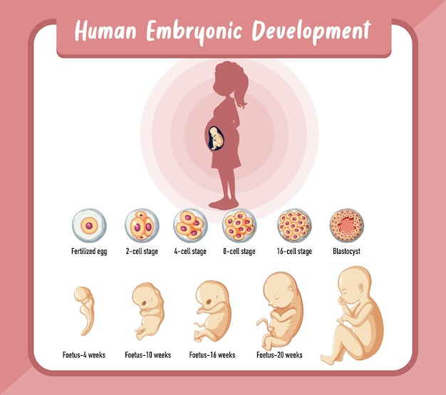 Free Vector human embryonic development in human infographic