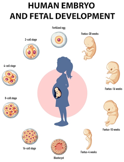 Human embryonic development in human infographic