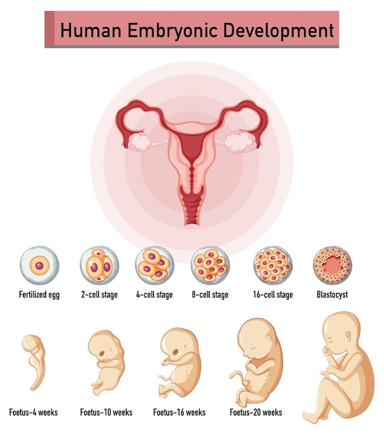 Human embryonic development in human infographic