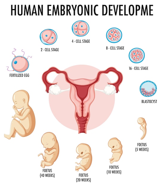 Free Vector human embryonic development in human infographic