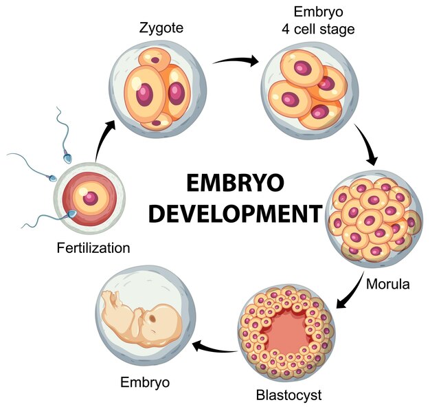 Human embryonic development in human infographic