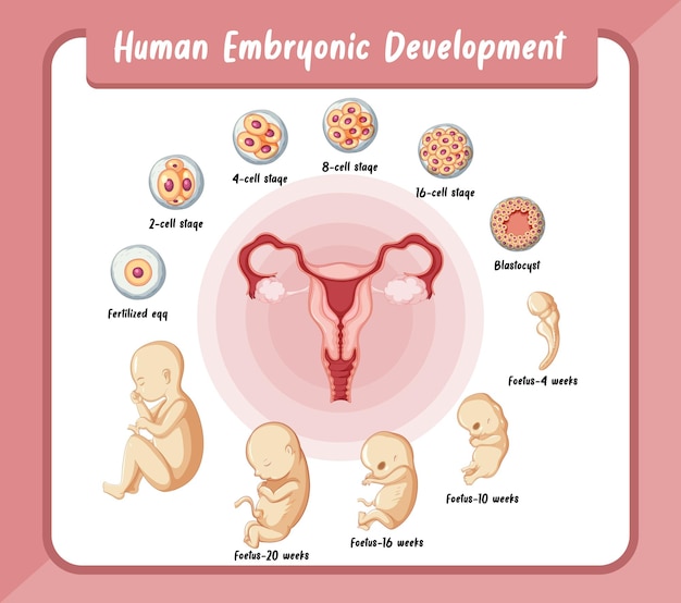 Free Vector human embryonic development in human infographic