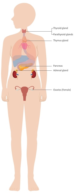 Free Vector human endocrine system diagram