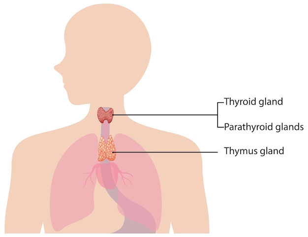 Free vector human endocrine system diagram