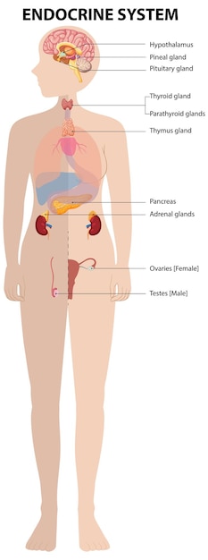 Free Vector human endocrine system diagram