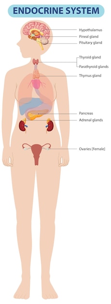 Free Vector human endocrine system diagram