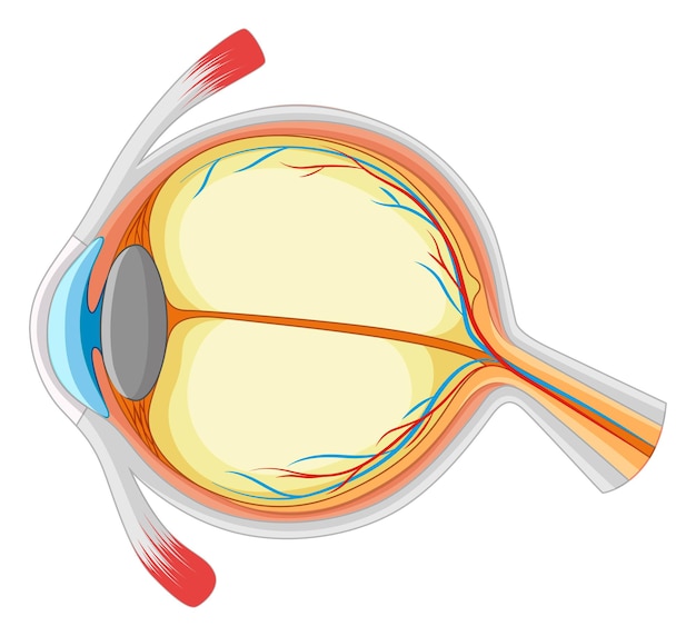 Free Vector human eye with disease