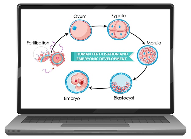 Free vector human fertilisation and embryonic development