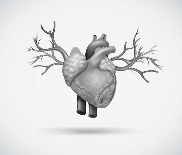 Free Vector human heart